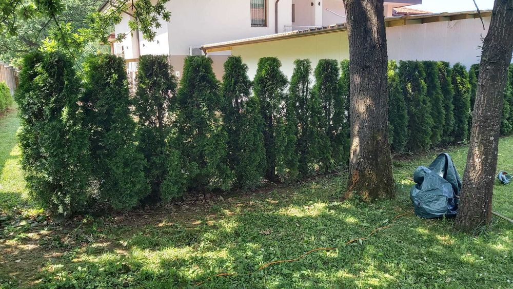 Почистване на запустели дворове и парцели от храсти и къпина.