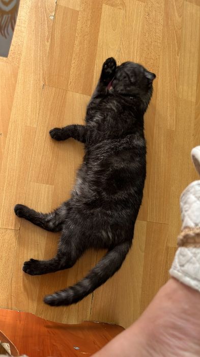 Шотландская кошка