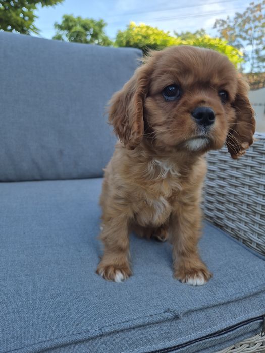 Cavalier king charles