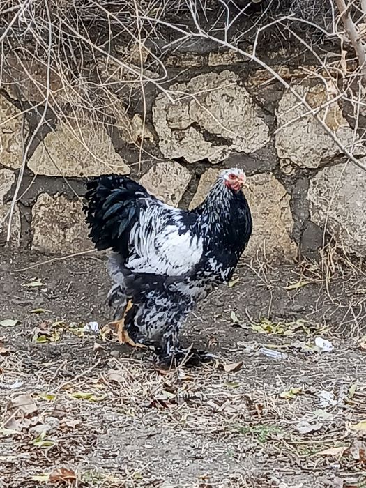 Brama xoʻroz sotiladi