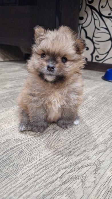 Продаются Щенки шпица