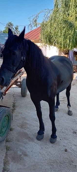 Vând iapa vârstă 7 ani corcitura frizian