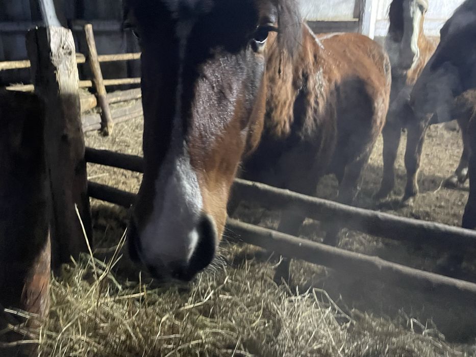 Продам жеребец айгыр