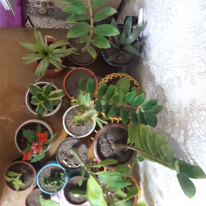 Домашные цветы продаётся