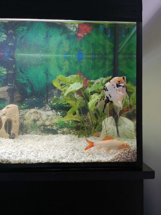 Acvariu 112 litri cu dulap sustinere. Accesorii si pesti cadou
