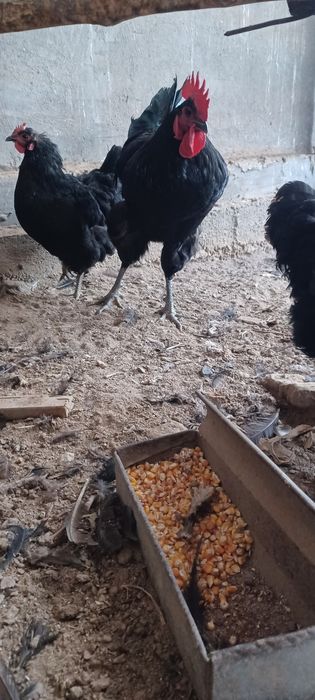 Qora shahzoda tovuqlar sotiladi