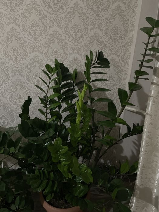 Продам замиакулькас.