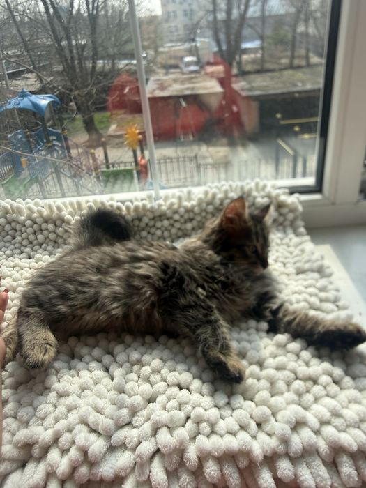 Котенкти мейкун сибирьская .