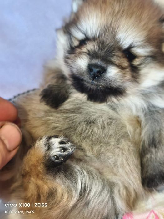 Очаровательные щенки шпица.