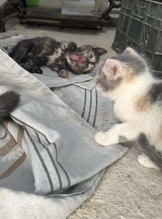 Отдам котят в добрые руки
