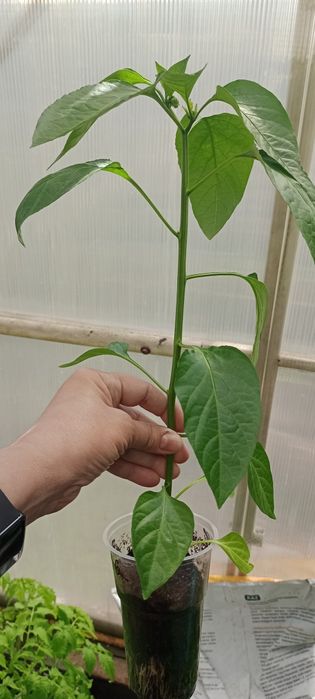 Рассада перцев сладких и острых