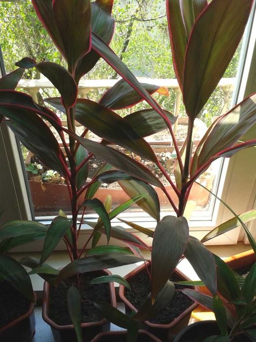 Цветя- Корделина апикална