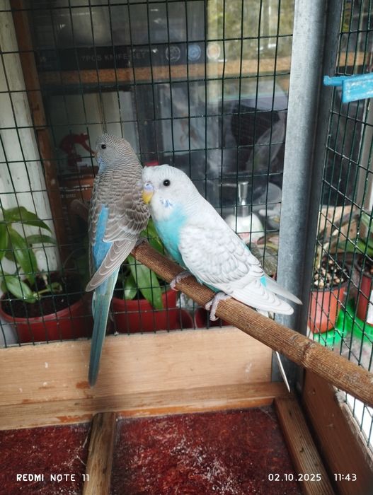 Продаю валнистых , Молодые попугай.