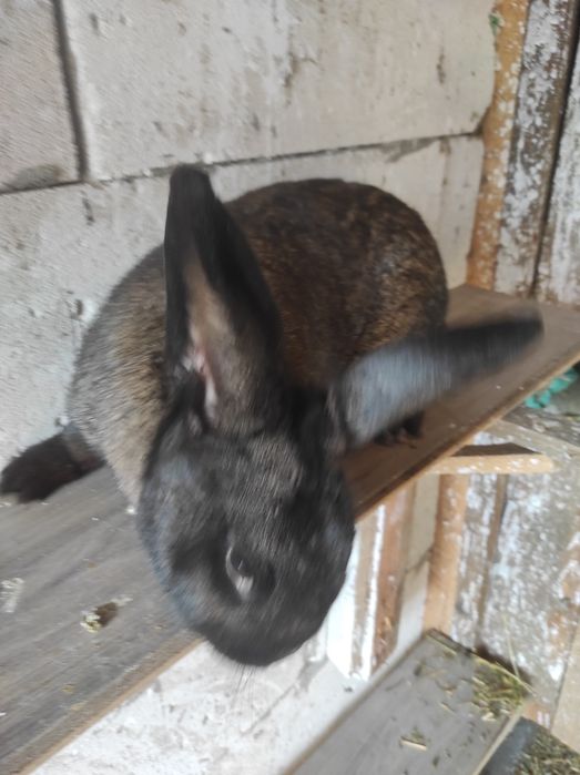 Iepuri pereche de vânzare