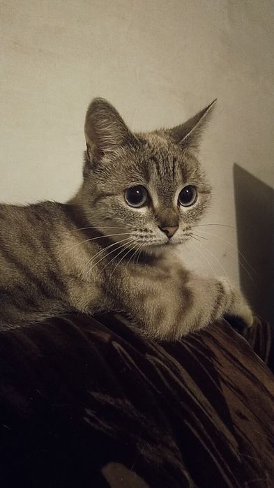 7-8 ай сүйкімді мысық