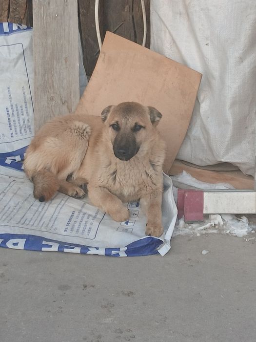 Даром с доставкой