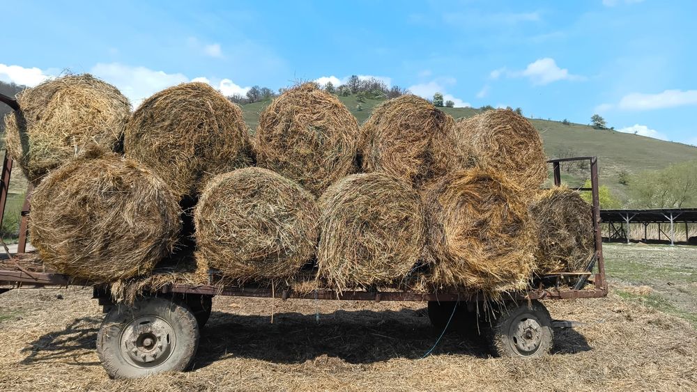 Baloti fan sau lucerna min.40 Rotunzi.500 drept.La TIR Ferma de dat pe servicii Capre Vaci Oi Porci

Livram doar la TIR 
Cate 20 40 baloti Lucerna rot