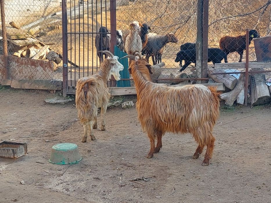 Жас бойдақ ешкілер сатылады