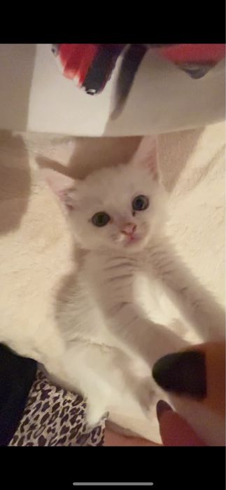 Котик. 2 месяца. Приучинный к лотке.