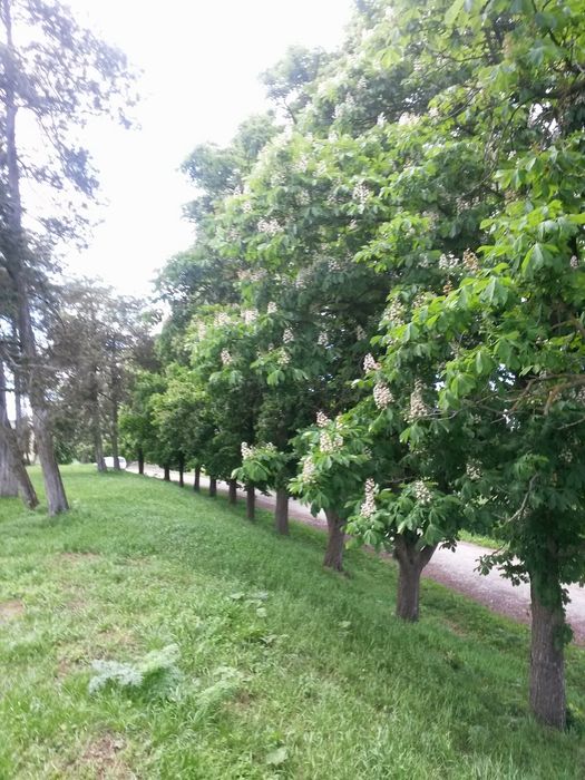 Vand sau schimb teren intravilan 2ha cu cf la 40 km de Cluj-Napoca