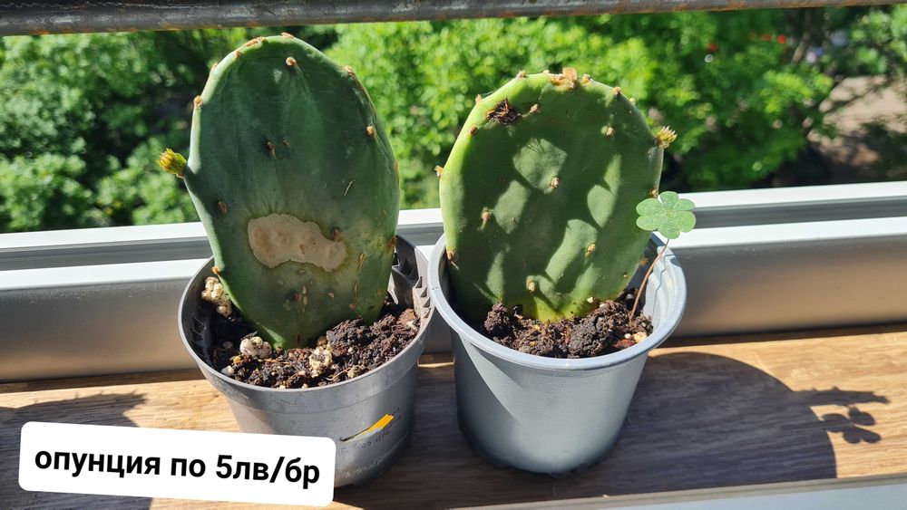 Кактуси , агавве малки и големи