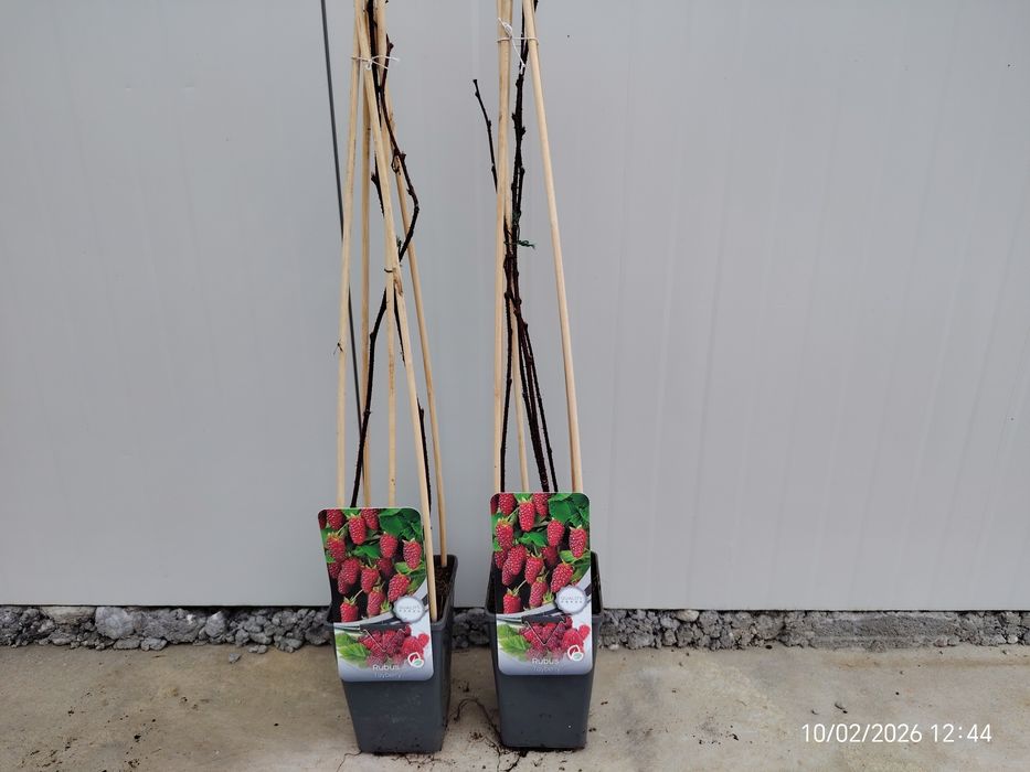 Малина , Къпина, Нар  Смокиня сортове