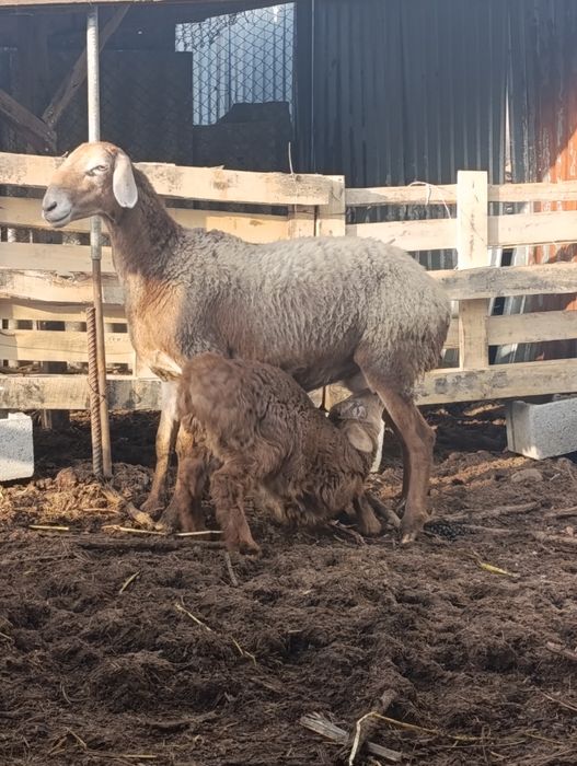 Арашан матка с ягненкам
