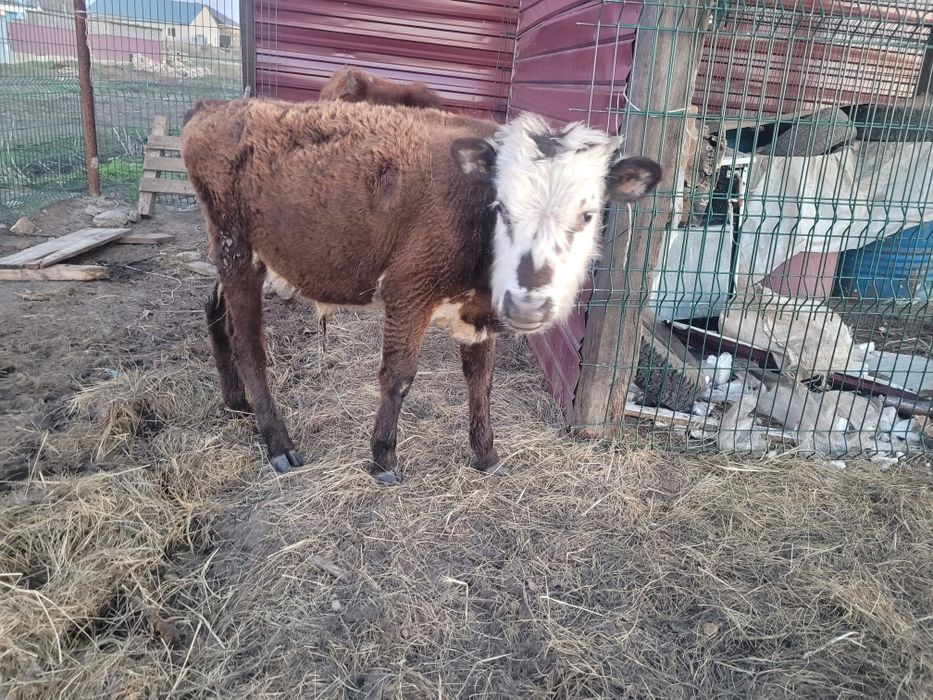 Молодняк баспак сиыр