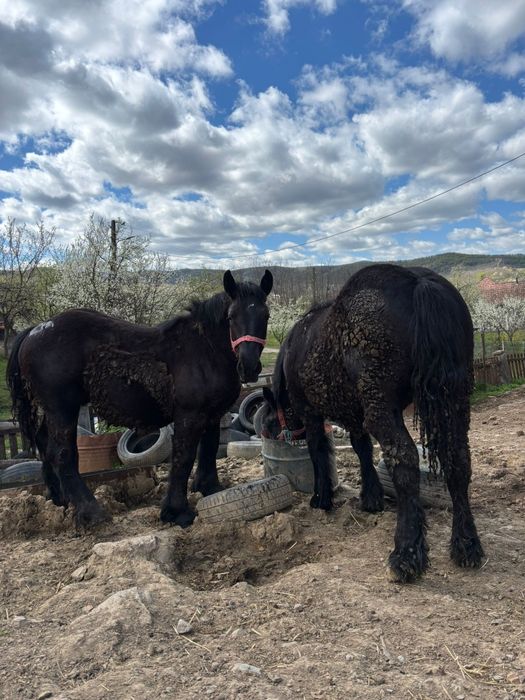 Manji de 1 ani,armăsari