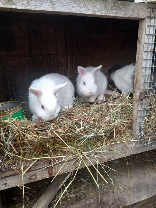 Продам недорого кроликов