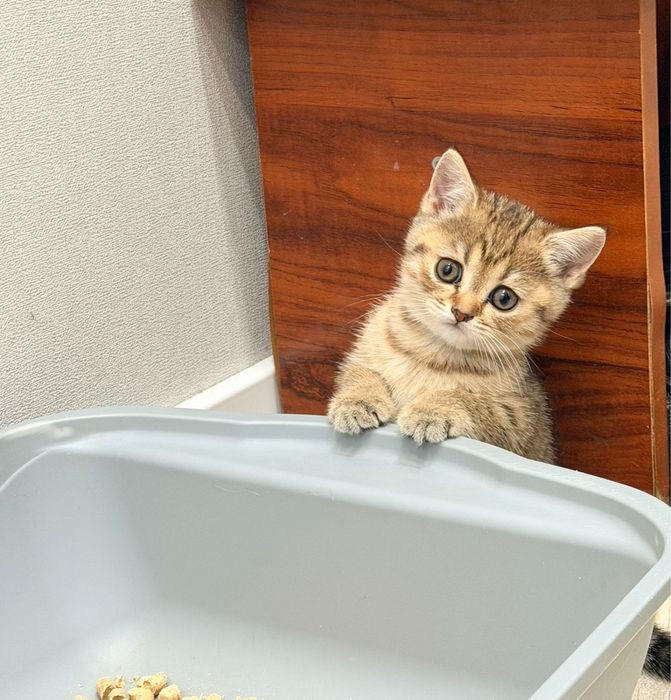 Шотландская прямоухая