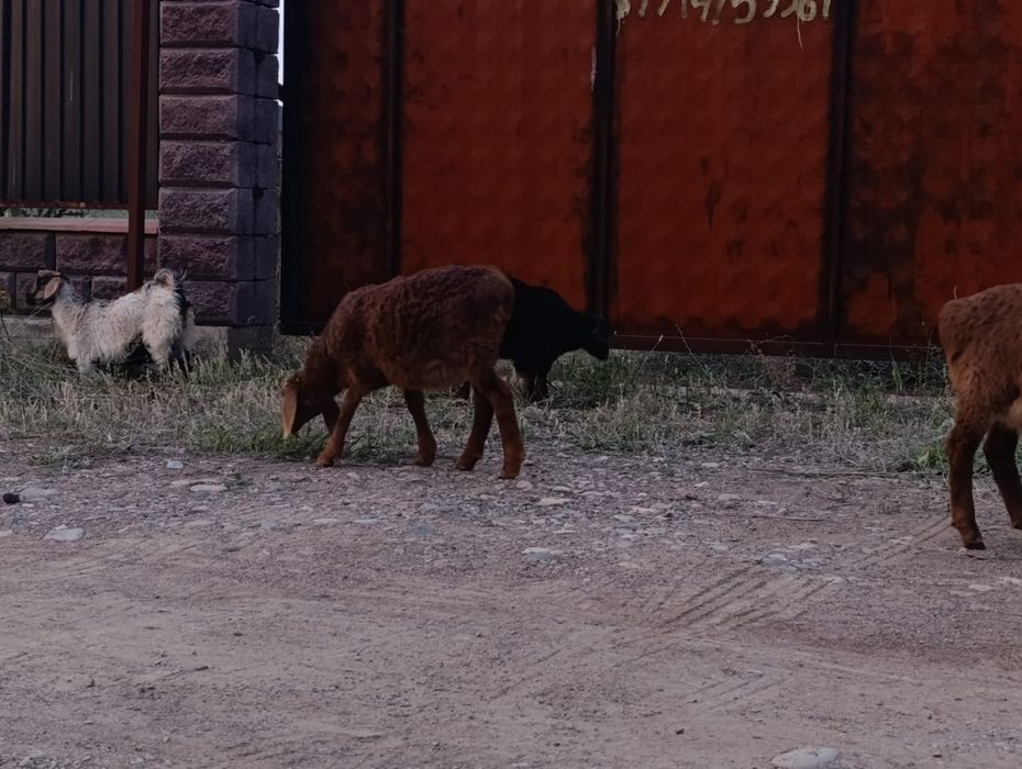 Қозылар сатылады