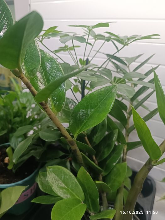 Продам комнатные цветы