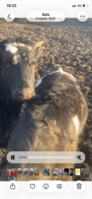 Tauras si vitea.   .