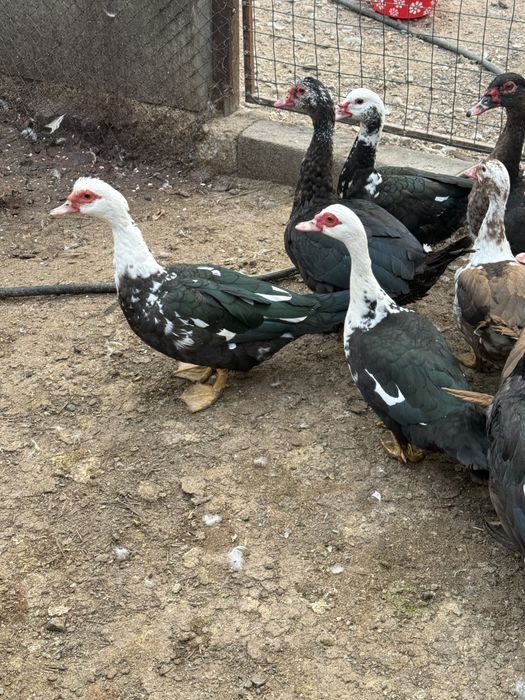 Индоутки молодые здоровые