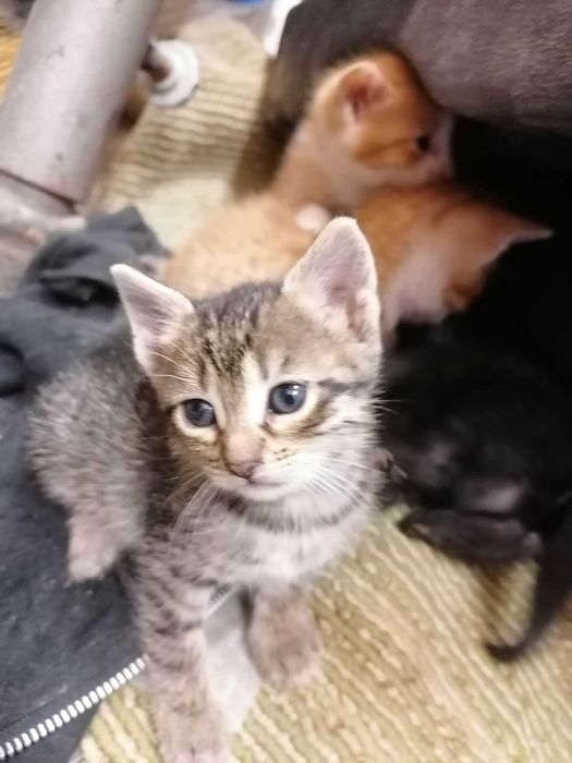 Котенца си търсят дом