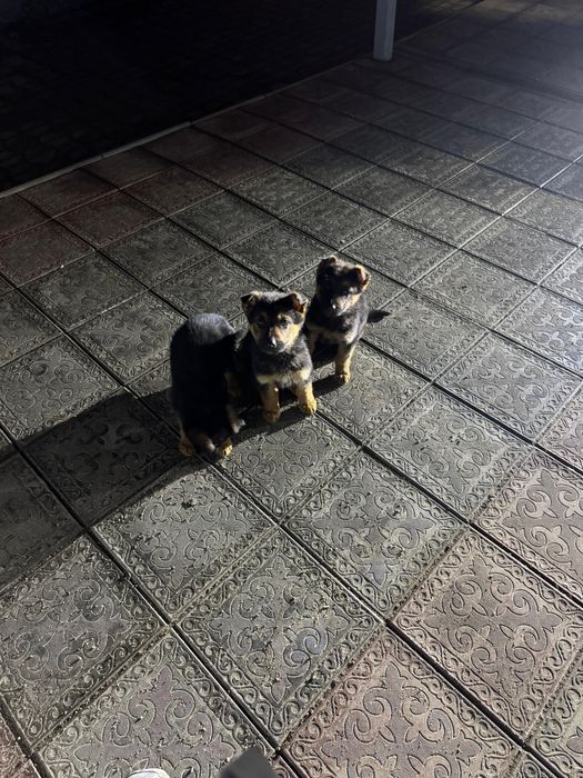 Немецкая овчарка щенки