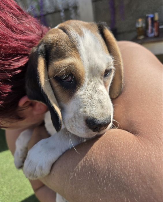 Pui beagle 3 luni