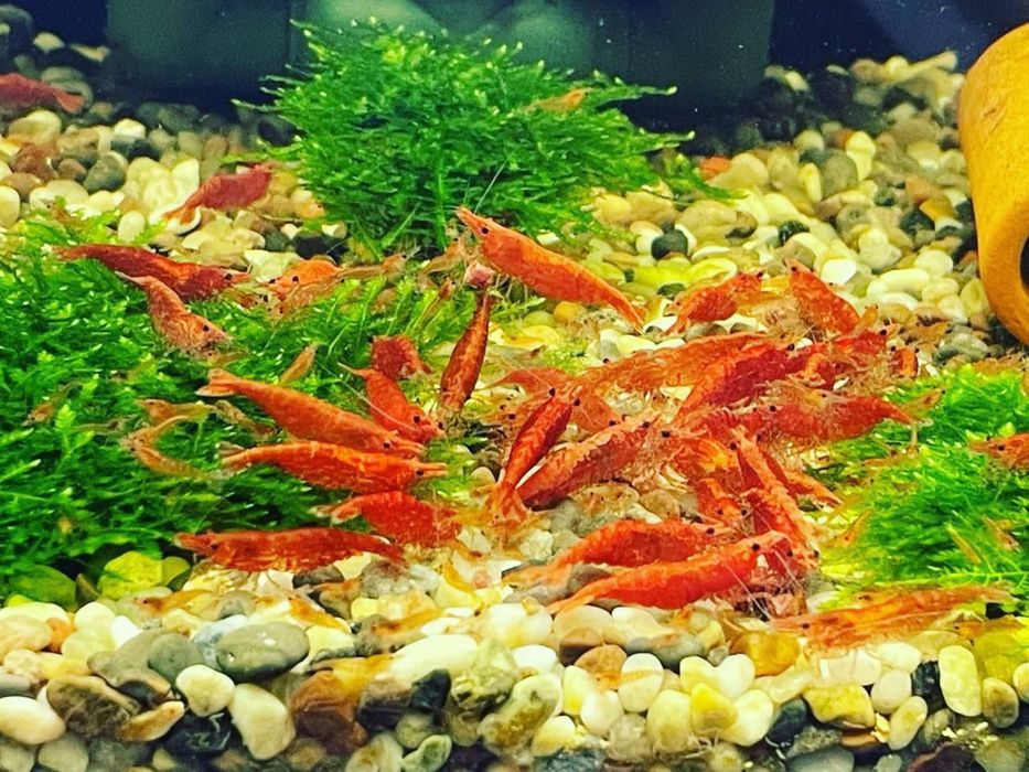 Krivetka sotiladi qizil limonniysi bor криветка криветки