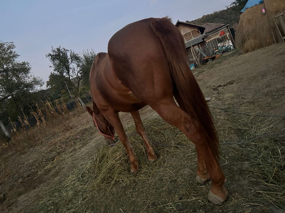 Animale domestice cai