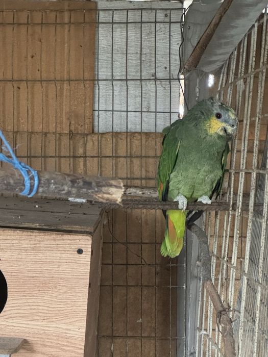 Vand papagal amazonian