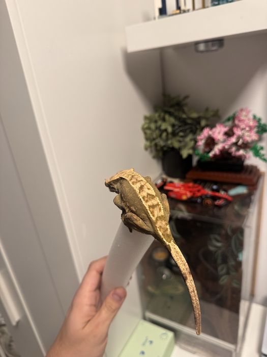 Crested Gecko Female