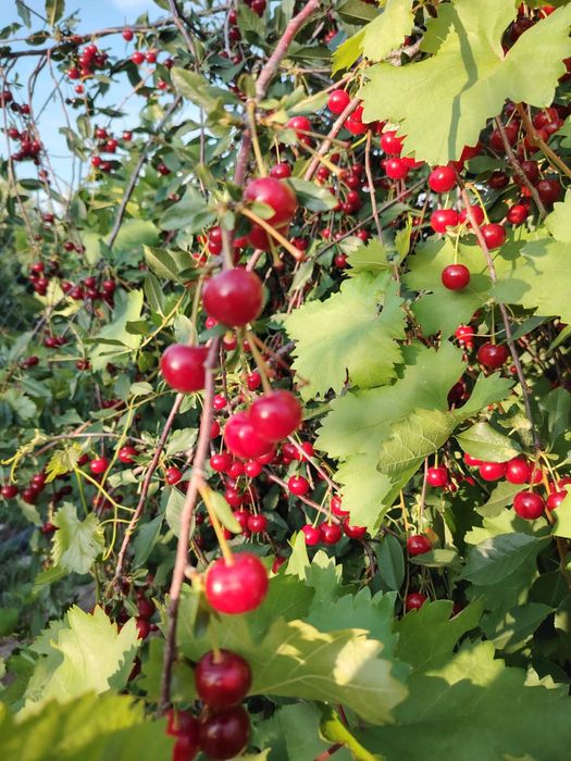 Продается вишня с дачи