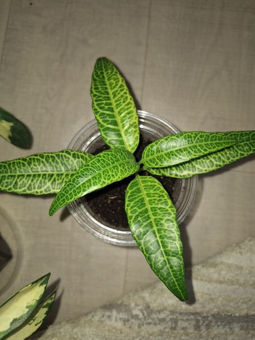 Шефлера, Колеус тб.үй гүлдері