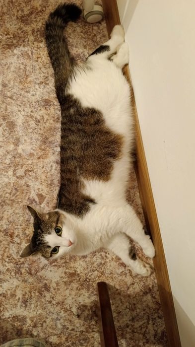 Отдам кошку в добрые руки