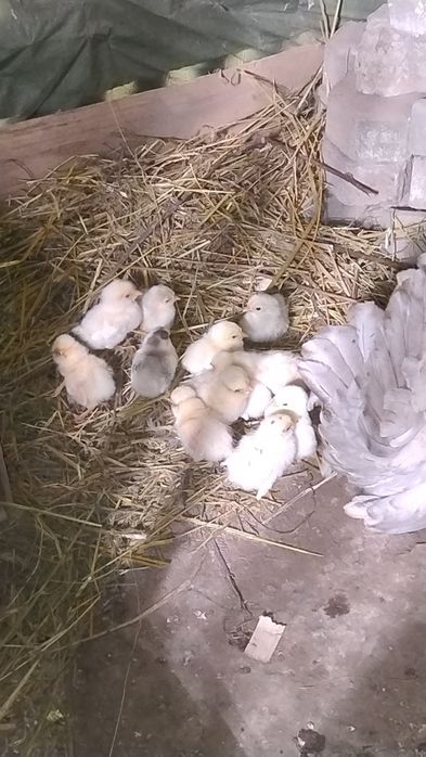 Pui chaboo și paduana