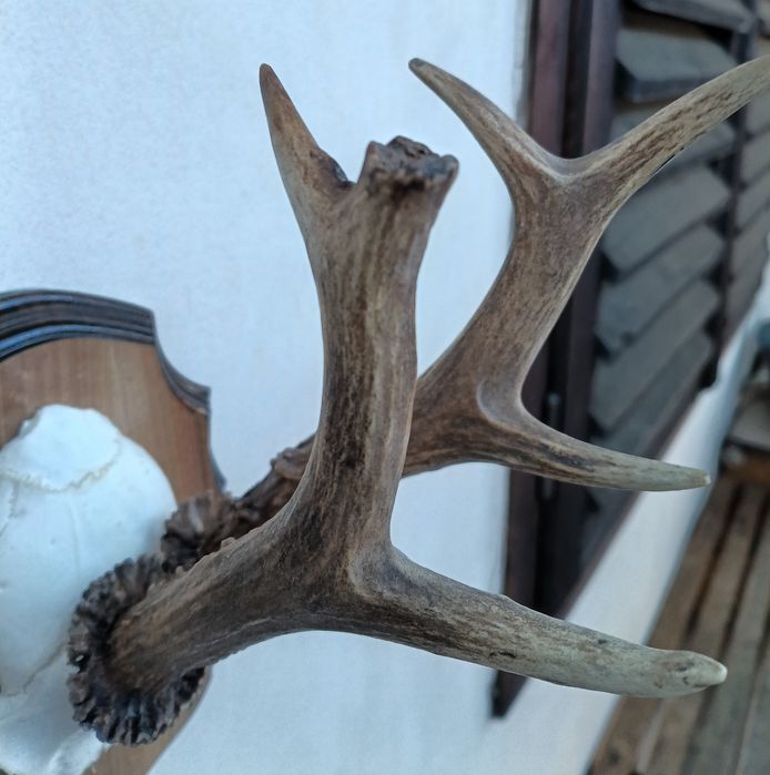 Трофей от сръндак.Рога.