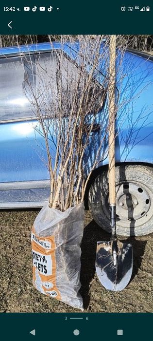 Бяла БРЕЗА - фиданки в контейнер и БОР в контейнер