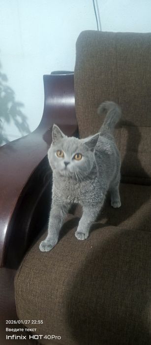 Mushuk Scottish fold