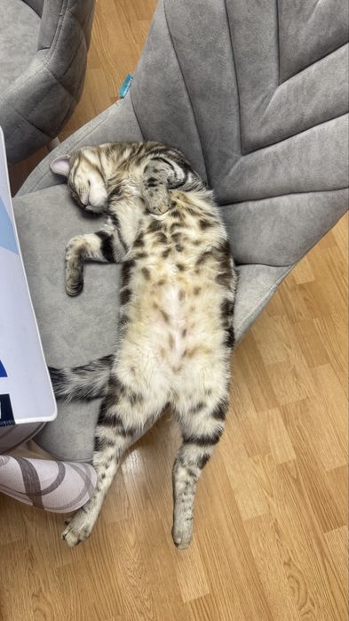 Котята бесплатно кот КАСТРИРОВАН